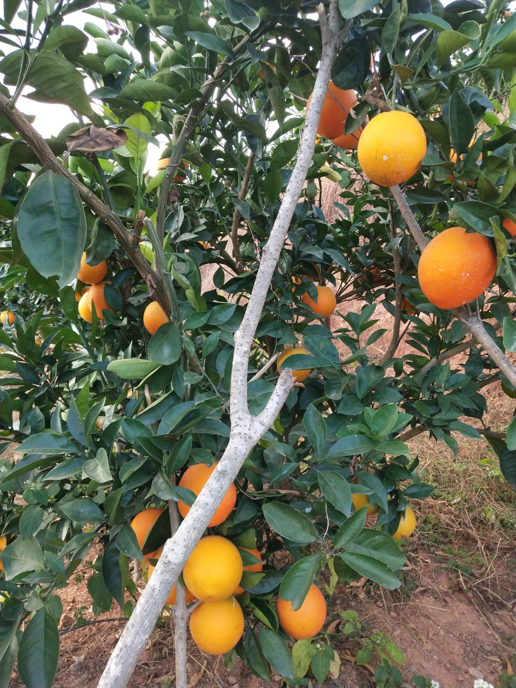 安远脐橙  大量批发，有需要的老板联系