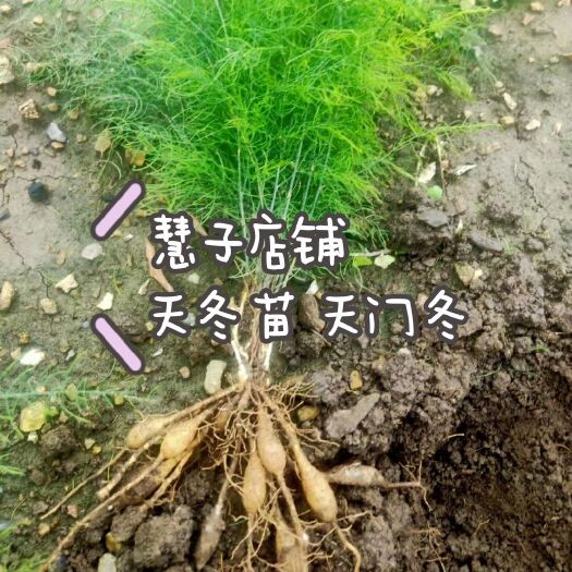 成都天门冬 天冬苗 基地直供 现挖 苗好成活率高 收益可观