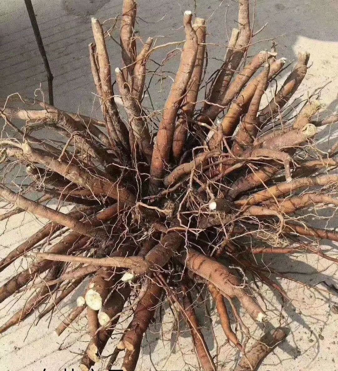 赤芍种苗  赤芍药苗，赤芍苗，芍药分株苗，芍药种生苗，芍