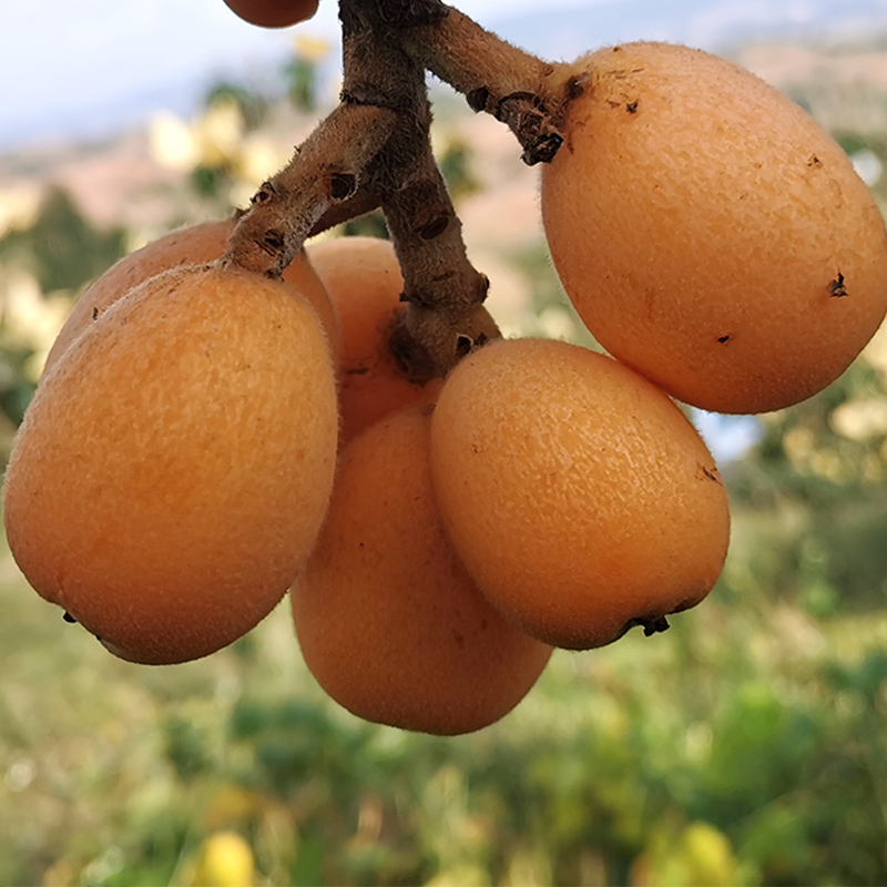 长虹枇杷  云南大五星枇杷自有果园代发大货