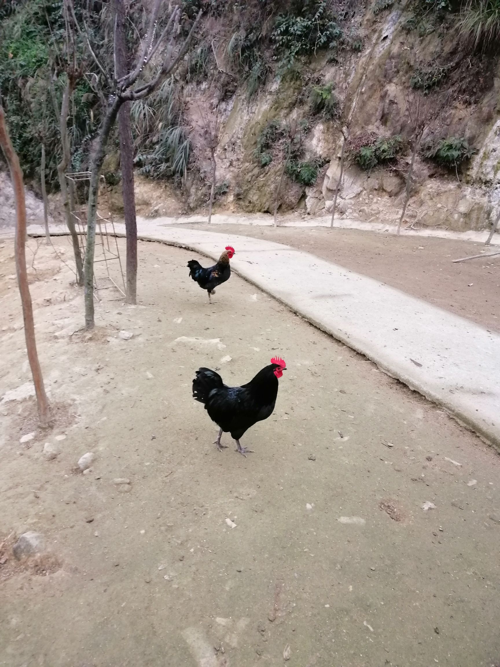  五黑一绿乌骨鸡 珍珠鸡 龙凤山乌骨鸡