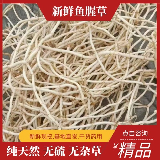 凤凰县鱼腥草根 新货上市产地直销无硫无杂草天然 供货稳定