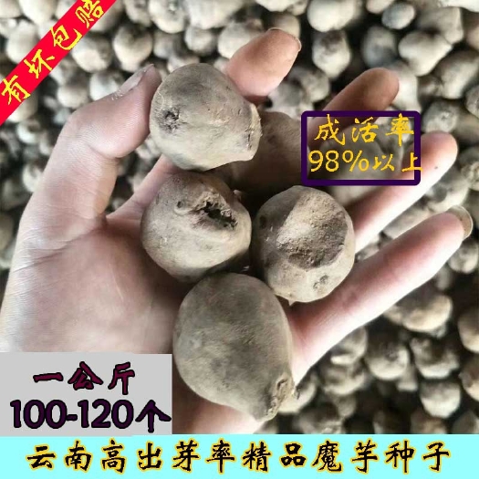 富源县魔芋种子  云南省高产 优质花魔芋  种一代种籽 消毒脱水包邮