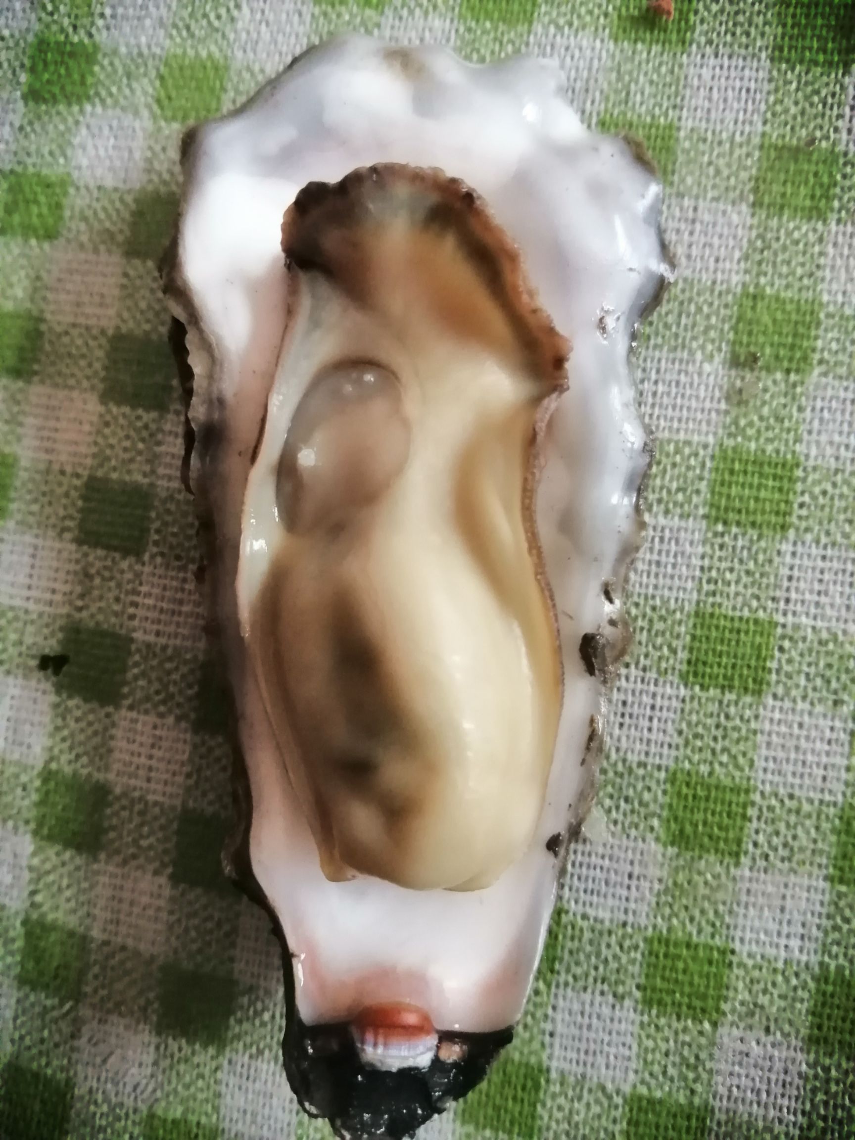  日照牡蛎