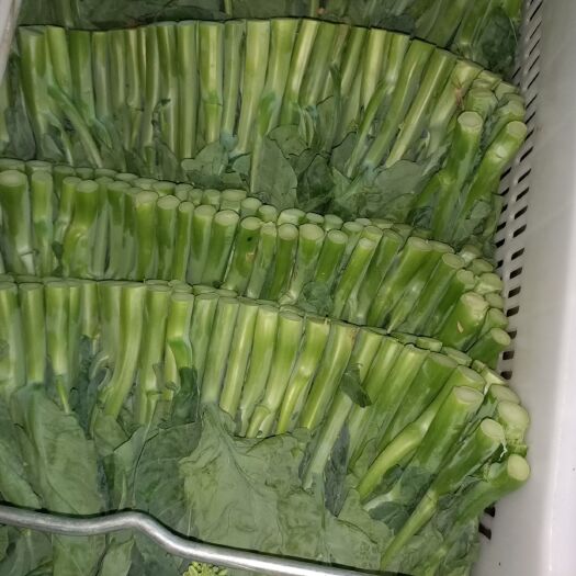 河源芥蓝  精品芥兰，长期供应商超，出港，各市批发，需详细了解联系我