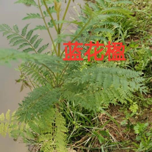 广州 庭园 蓝花楹苗小苗