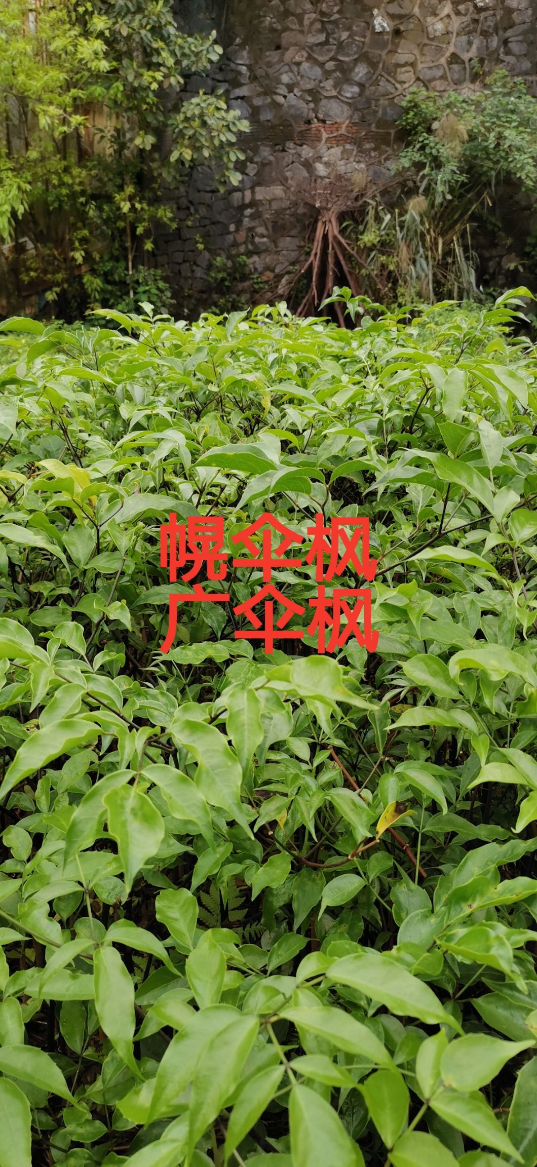 幌伞枫苗，广伞枫树苗基地直发