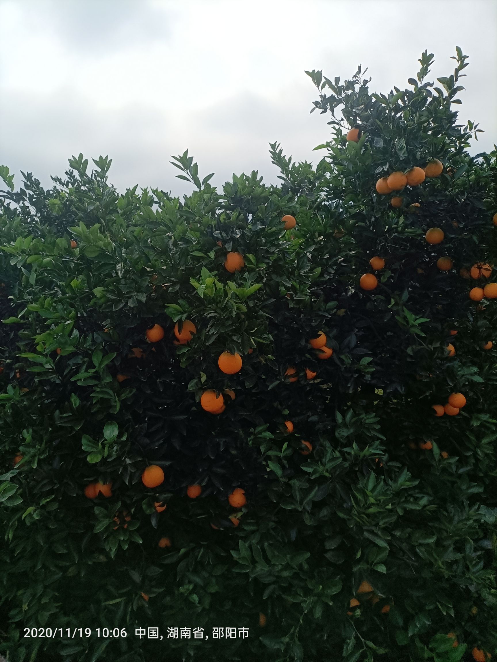 橙子  新宁脐橙7904品种