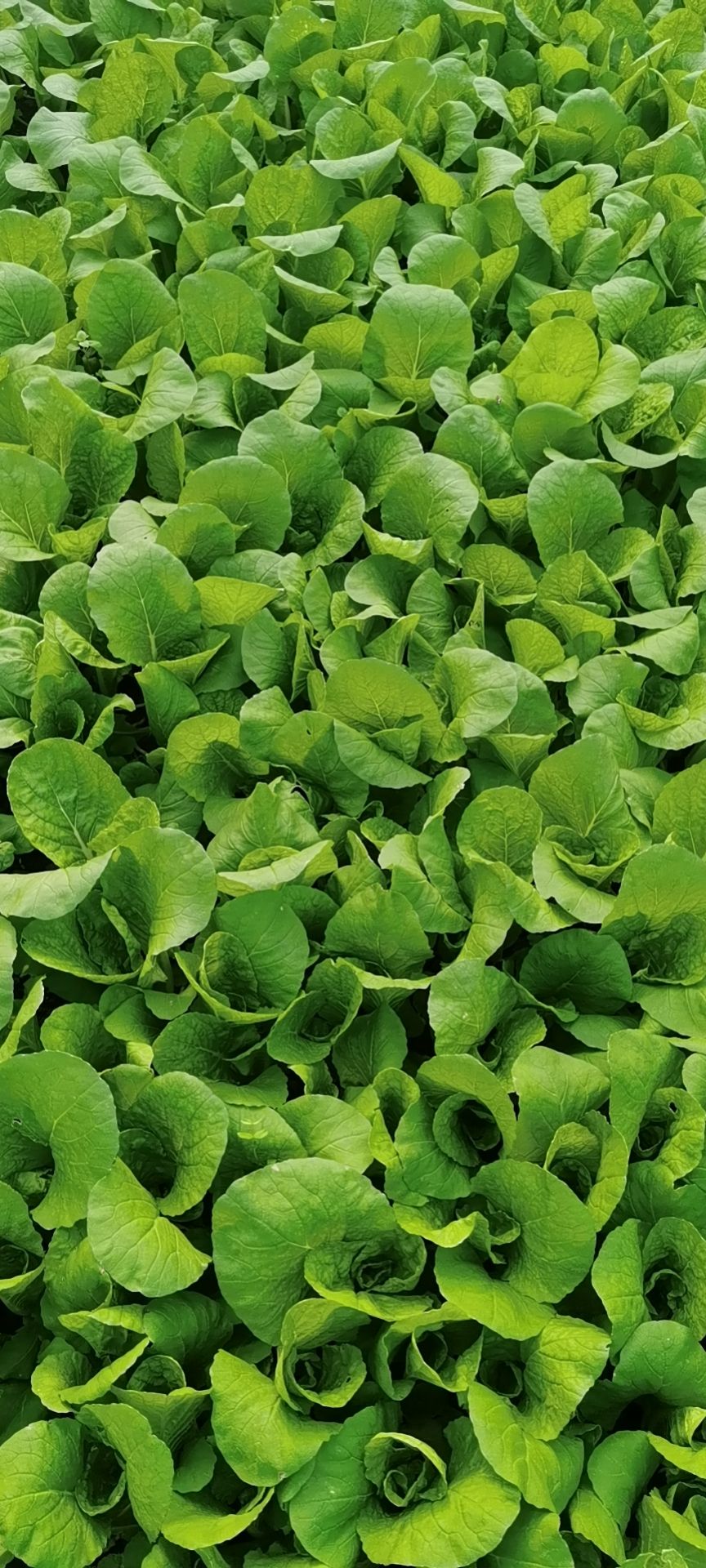 欣皇小白菜  精品小白菜