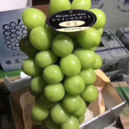 徐州阳光玫瑰葡萄苗  阳光玫瑰夏黑嫁接苗保证成活，纯度100，质
