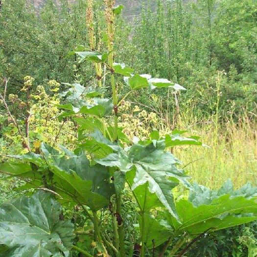 黑水县 黑水特产高原自家种植大黄