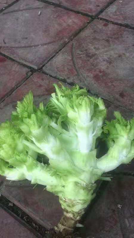 精品儿菜