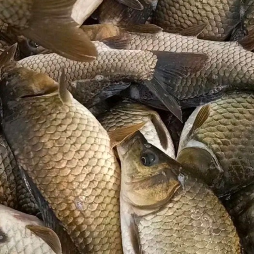 宜良县水库湘云鲫