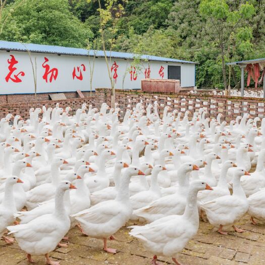 会同县白鹅 6-8斤 统货 半圈养半散养 