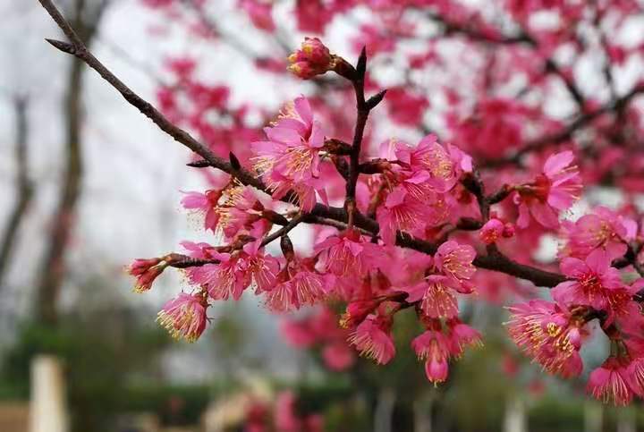 山樱花 云南樱花小苗