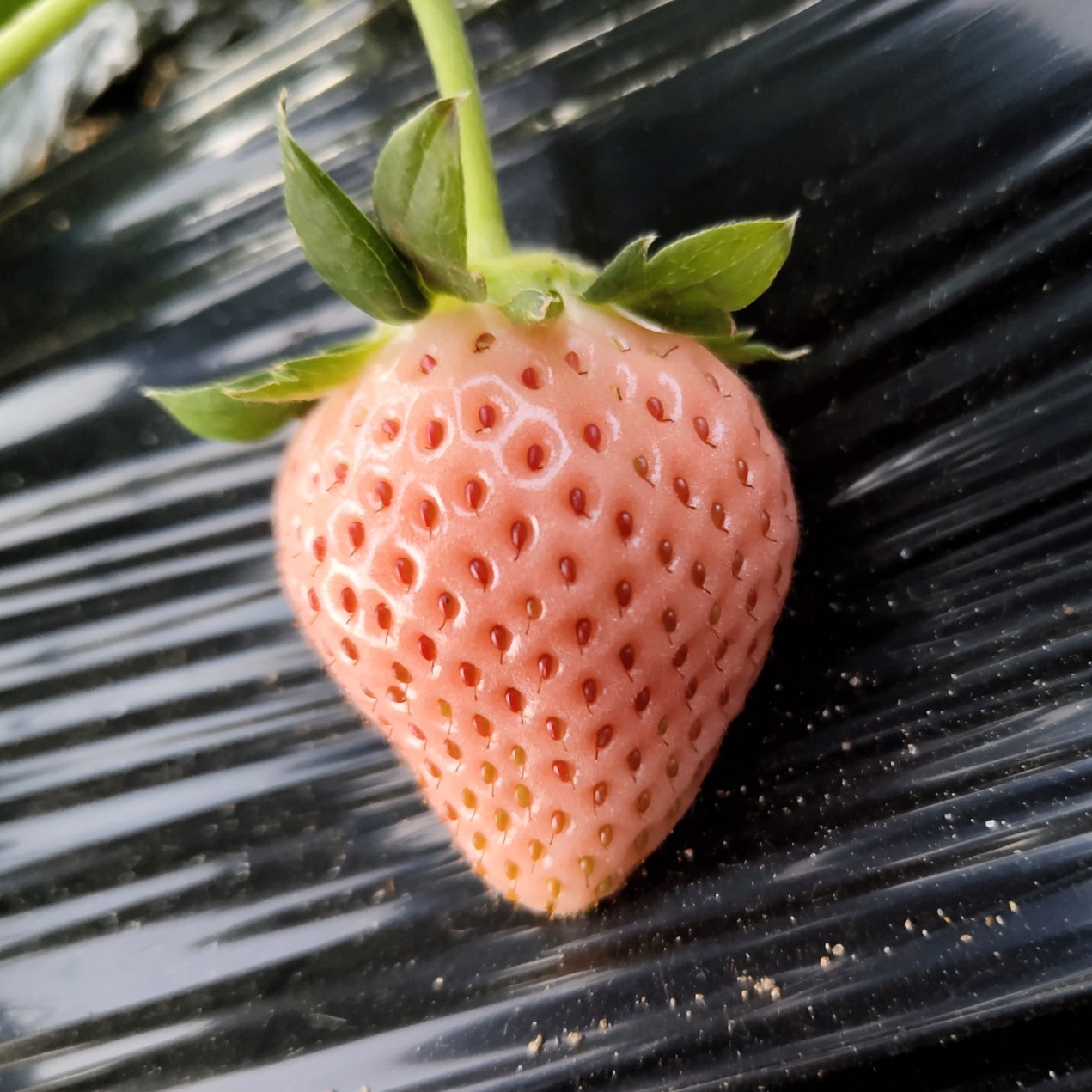济南一件代发大量批发日本淡雪草莓红橙色淡雪纯淡雪欢迎大家采购