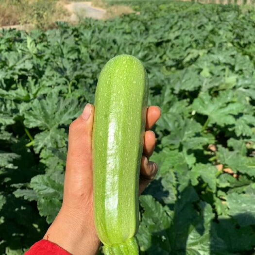 元谋县绿皮西葫芦 精品西葫芦