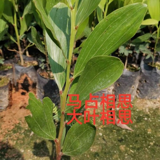 相思树苗 造林苗，马占相思小苗