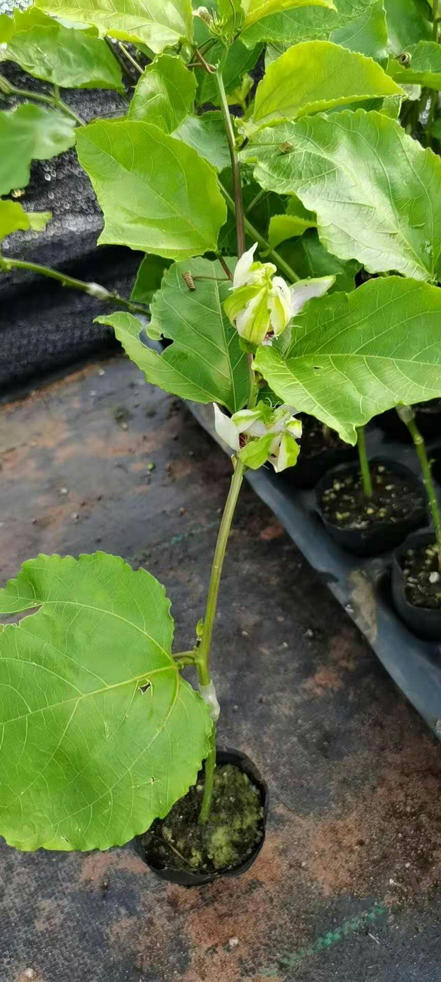  蜂蜜百香果苗