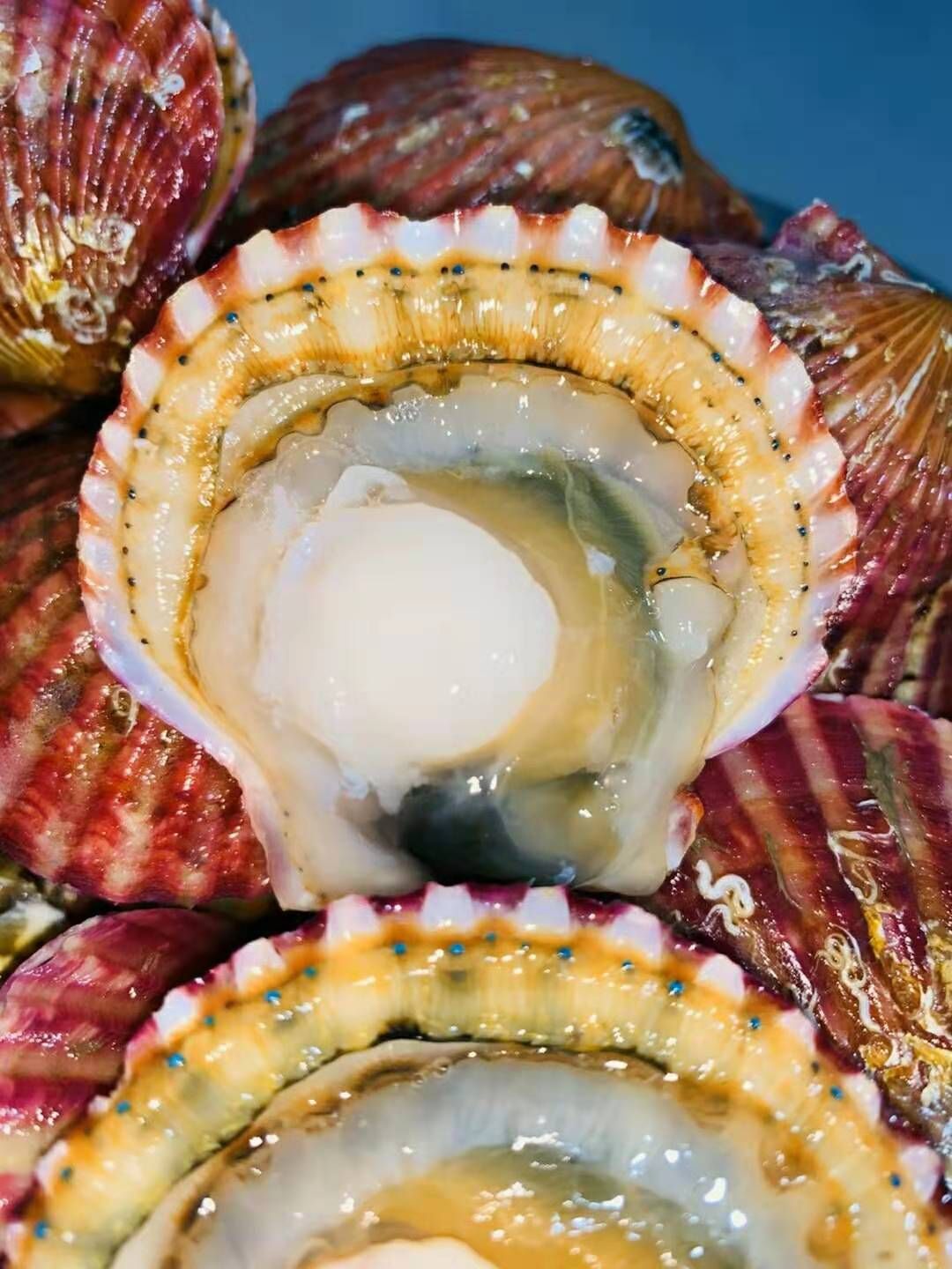 干净港湾贝  山东红贝扇贝冷链运输