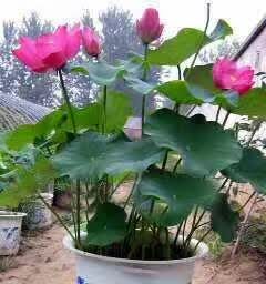 荷花 30~40cm
