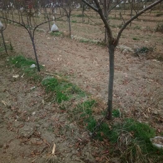聊城黑布林苗 4年黑布林李子苗，已结果