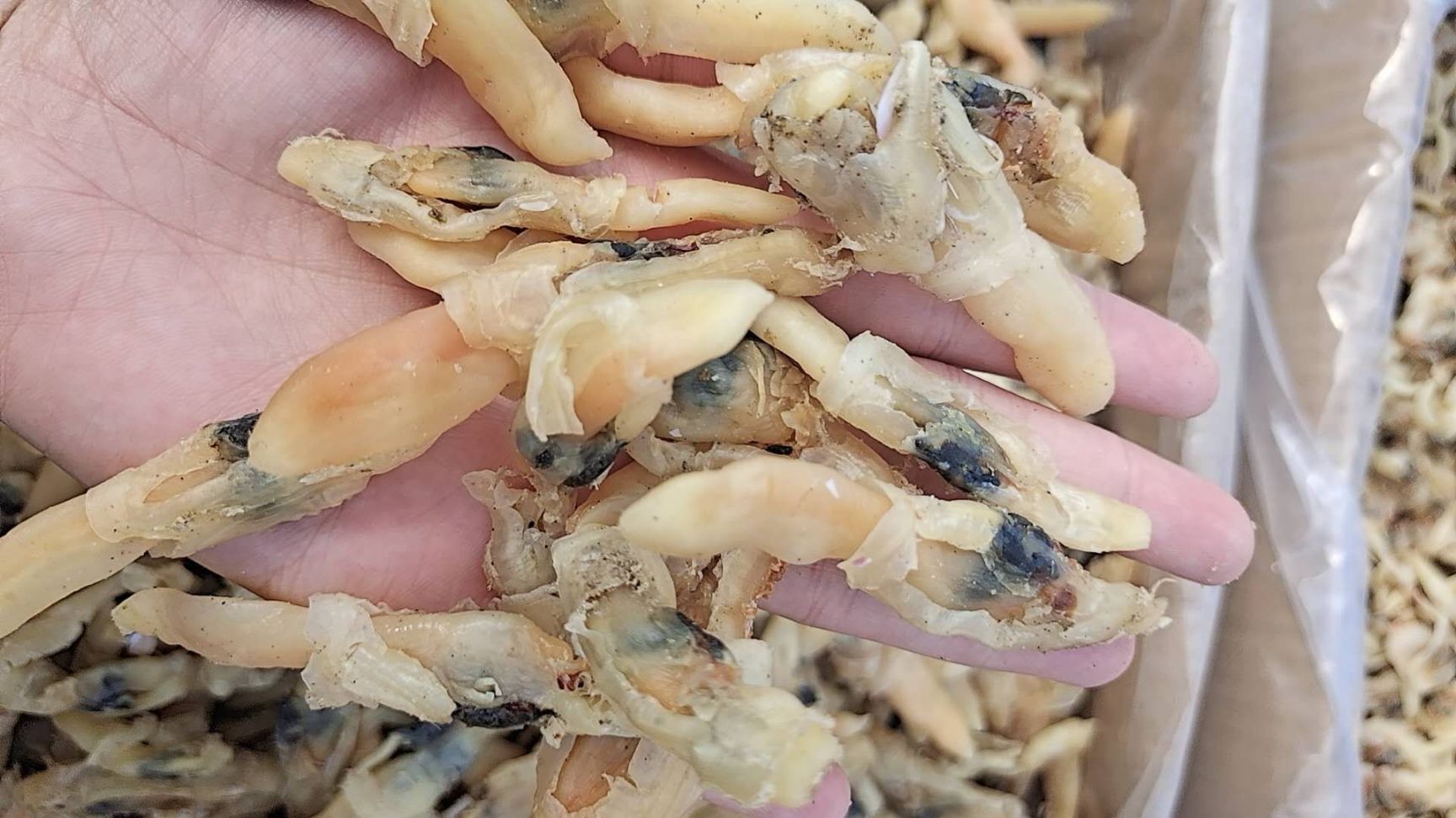 蛏干 蛏子肉干干度好，无杂志，大量现货批发！一件也是批发