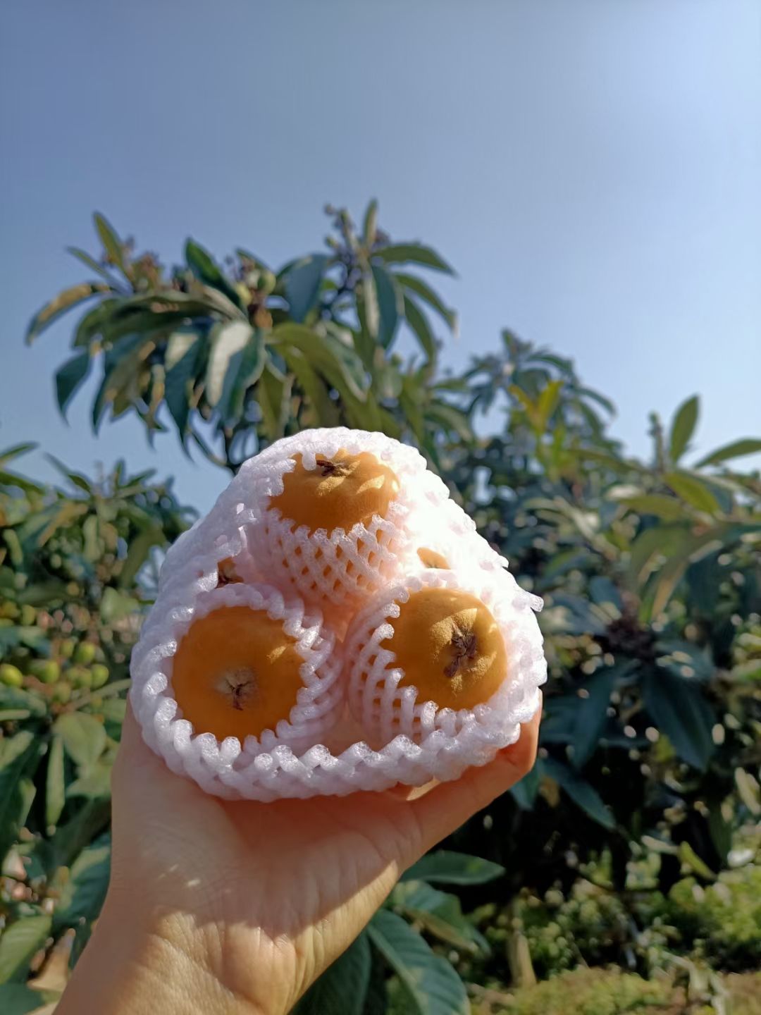 长虹枇杷  云南大五星枇杷自有果园代发大货