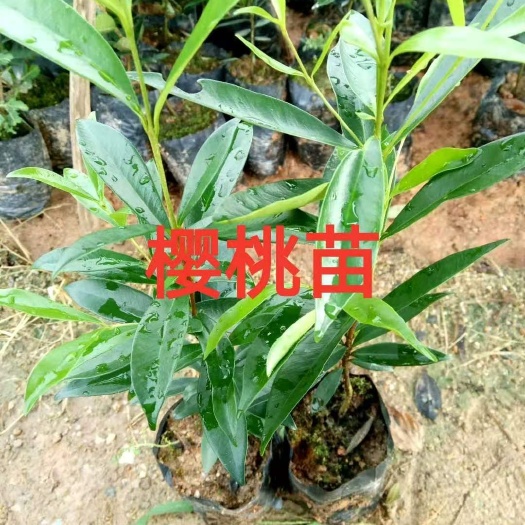 广州巴西樱桃苗 广东樱桃小苗