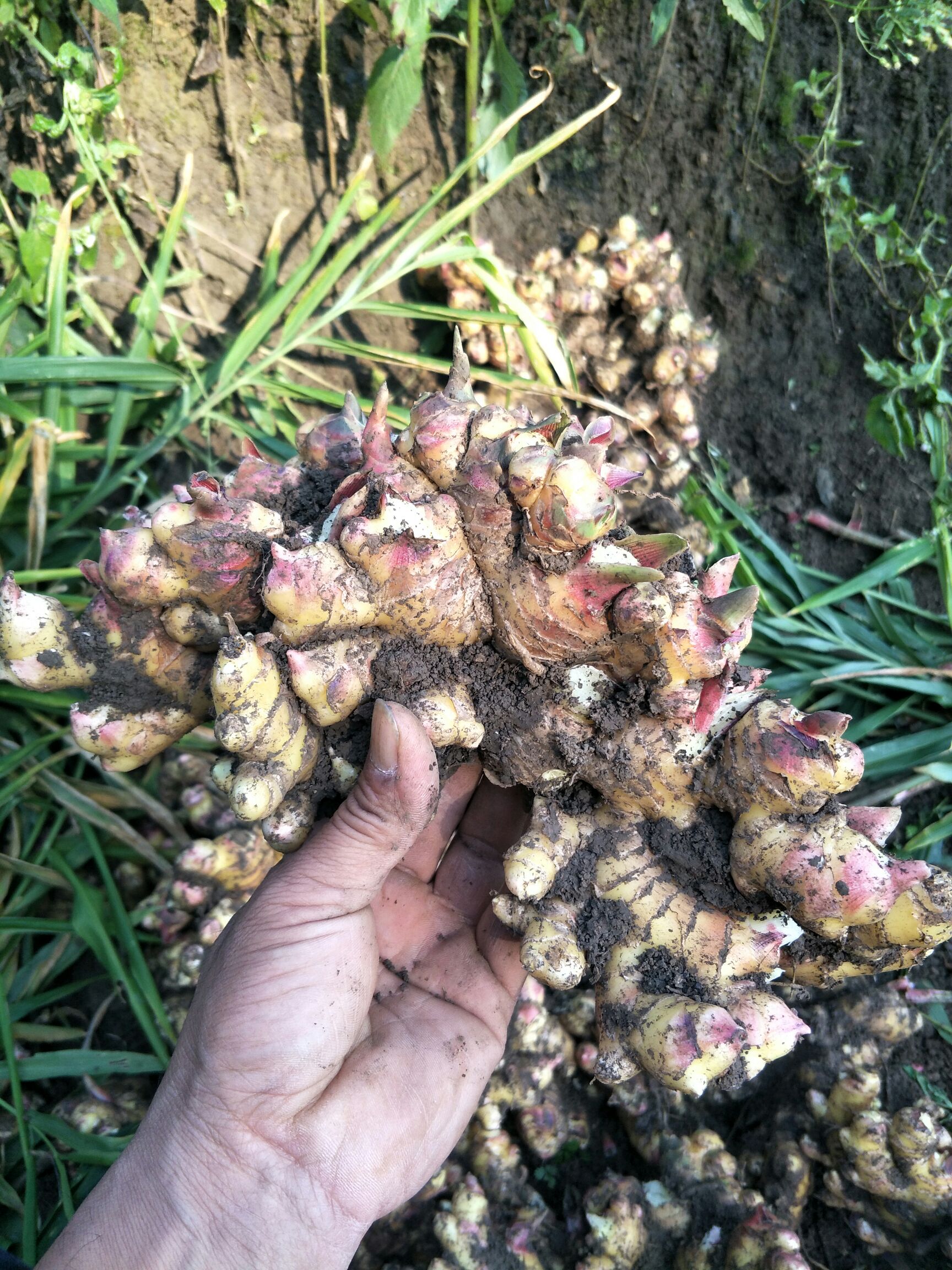 生姜  本人种植30亩小黄姜，质量好，都可以留做姜种，欢迎来选购