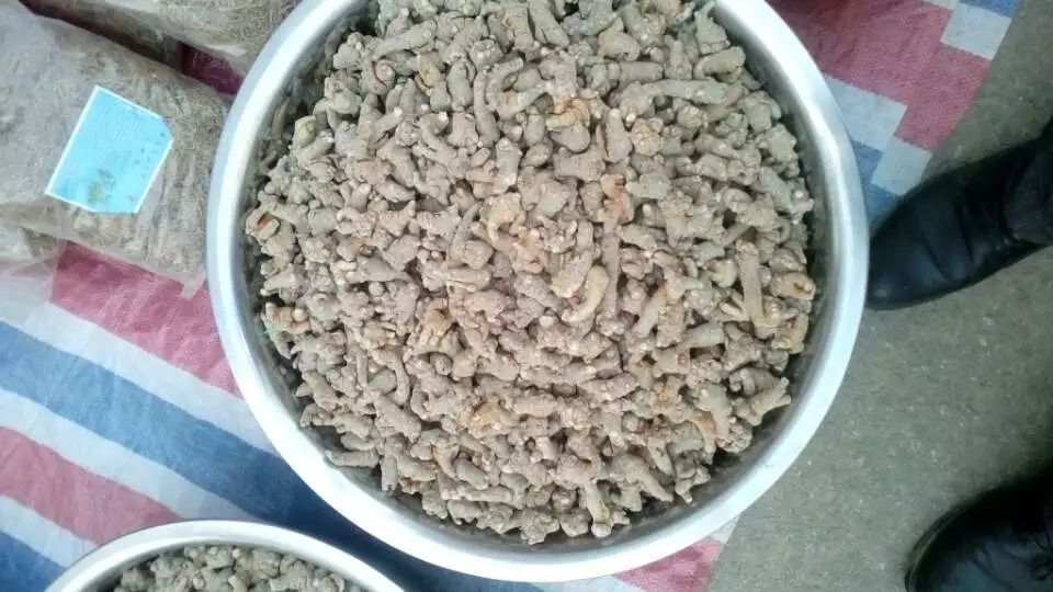 文三七 文山三七，纯三七，20头到70头不等