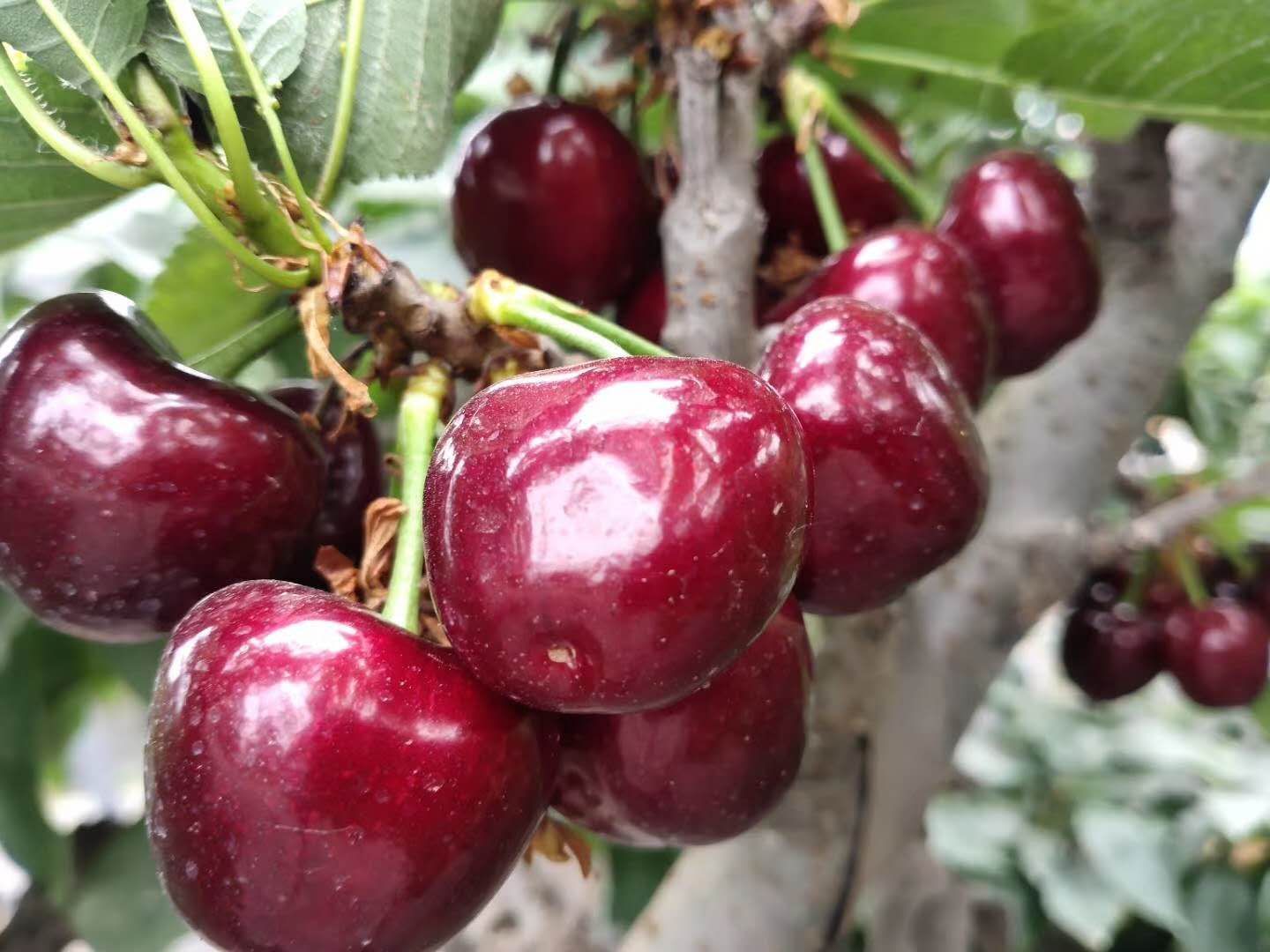 俄罗斯8号樱桃苗  吉塞拉矮化大樱桃苗~基地直销