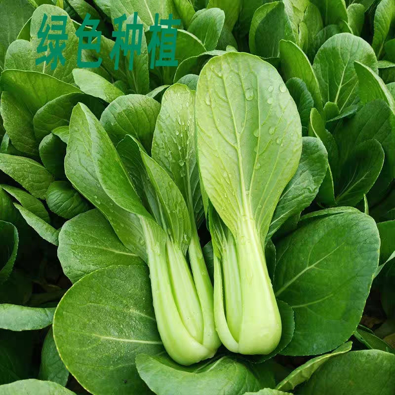 山东省邵庄镇叶菜基地 油菜 上海青 快菜 叶菜产地