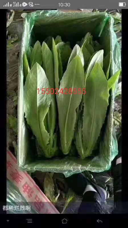 新民市大油麦  各种精品叶菜