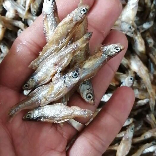 鄱阳县小鱼干  油炸小白肖鱼干无盐鱼干