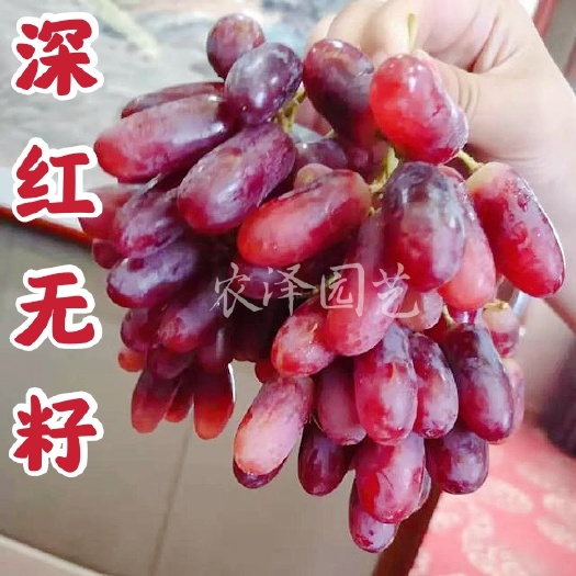 平度市深红无籽葡萄苗批发 大粒无核 山东长科瑞森葡萄苗基地价格
