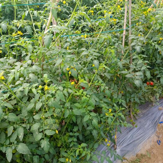 茂名 大量开始上市的圣女果