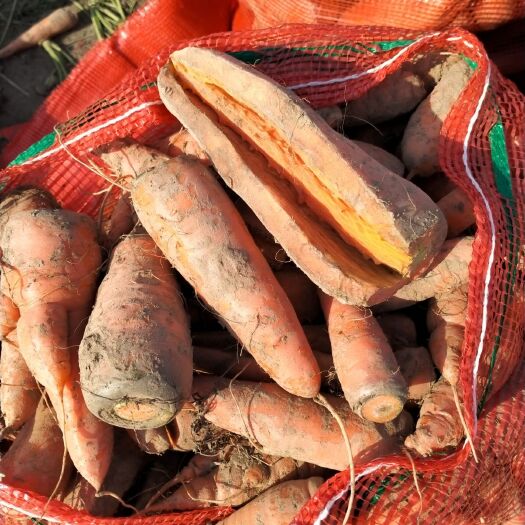 开封三红胡萝卜 养殖用胡萝卜，加工厂用胡萝卜，产地，欢迎全国各地