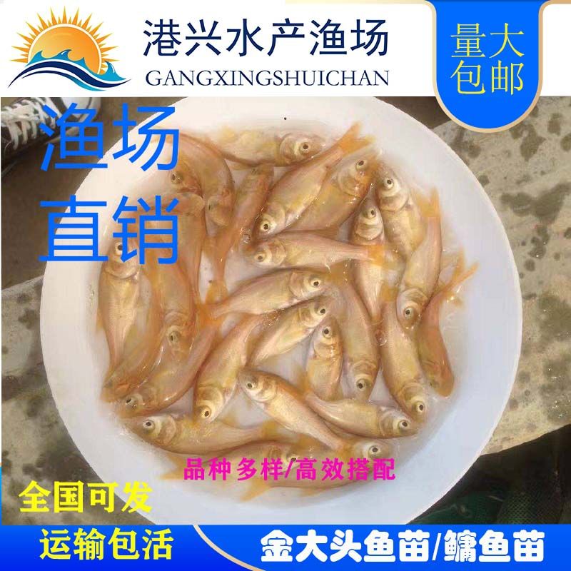 金大头鱼苗水花苗百万现货行情批发价格