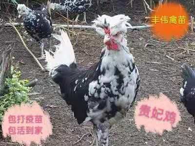 南宁贵妃鸡贵妃鸡苗五黑鸡苗出壳小鸡苗小鸡仔