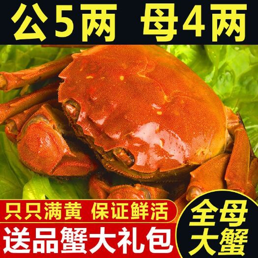 淮安兴化大闸蟹  大闸蟹鲜活基地直供塘口基地直发。一手价格。没有中间商赚取差价