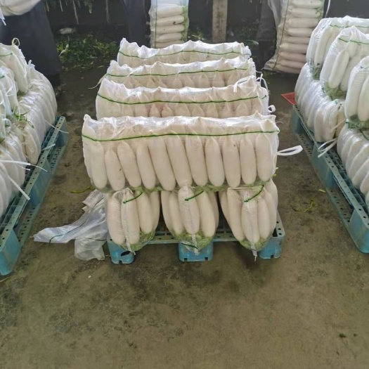 沙洋县白萝卜  大量基地长期供货  一手货源全国直销质量保证