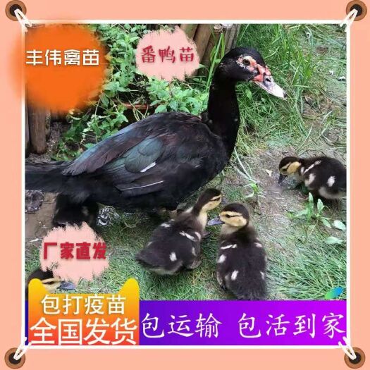 南宁黑番鸭大种活苗西洋鸭子旱鸭苗小火鸭大型黑羽番鸭苗