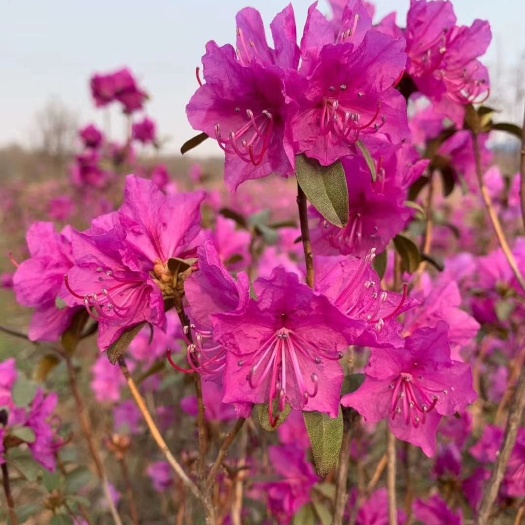 开原市映山红 兴安杜鹃鲜切枝 东北金达莱花 达达香耐寒树苗干枝花