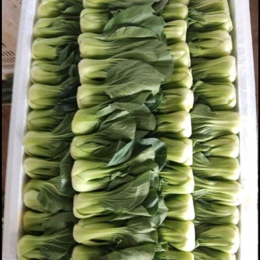 祥云县彩云之南--高原上的油菜，上海青