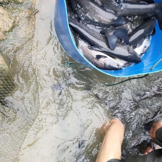 岳阳县淡水青鱼 近几天出2－3斤的青鱼，价格低
