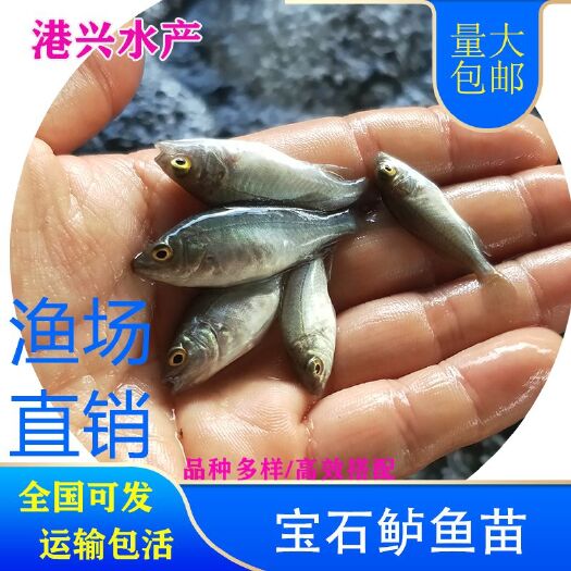 安化县宝石鲈鱼苗 鱼塘自产直销 现货市场行情批发价格