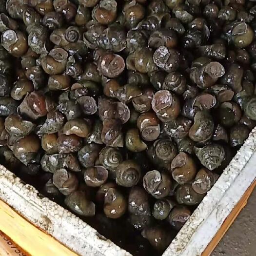 洪湖市长年大量供应，新鲜，田螺，石螺