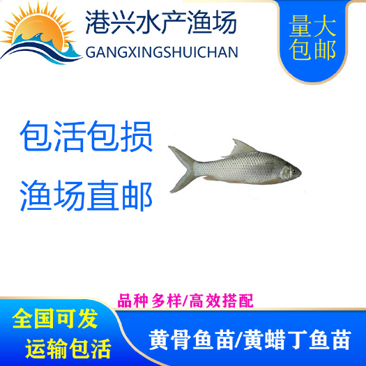修文县鲮鱼苗  土鲮麦鲮魚苗鲮鱼水花苗百万现货求购