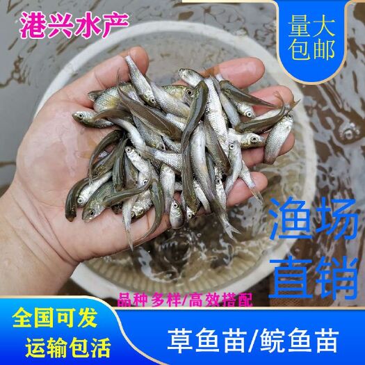 莆田草鱼苗草鱼水花苗供应全国可发